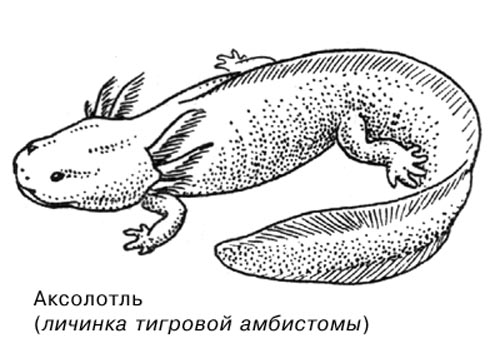 Аксолотль как нарисовать Аксолотль как нарисовать