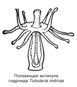 Ползающая актинула гидроида Tubularia indirisa