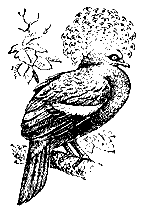 Венценосный голубь