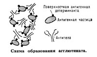 Схема образования агглютината