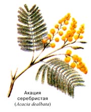 Акация серебристая
