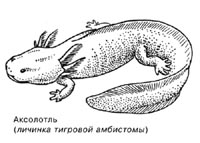 Аксолотль