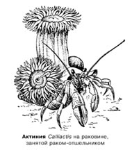 Актиния Calliactis на раковине, занятой раком-отшельником