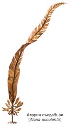 Алария съедобная