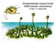Альдрованда пузырчатая