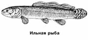 Ильная рыба