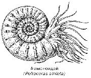 Аммоноидей