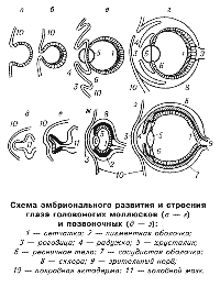 Схема эмбрионального развития и строения глаза головоногих моллюсков и позвоночных