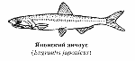 Японский анчоус