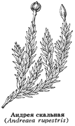 Андрея скальная