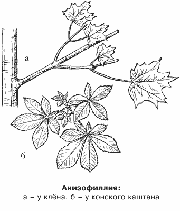 Анизофиллия