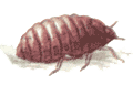Афелинус