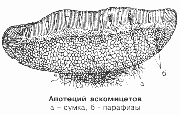 Апотеций аскомицетов
