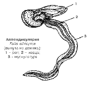 Аппендикулярия Falia ethiopica