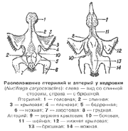 Расположение птерилий и аптерий у кедровки