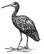 Бразильская арама