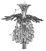 Tubularia